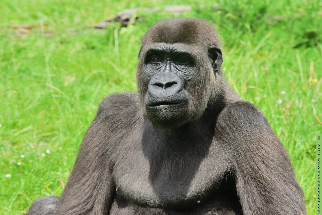 Westelijke laagland gorilla ( Gorilla gorilla )
Mosi
Trefwoorden: Gaiapark Kerkrade Westelijke laagland gorilla  Gorilla gorilla 