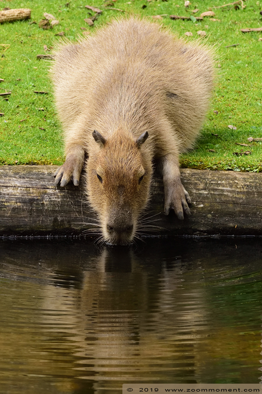 capibara of waterzwijn ( Hydrochoerus hydrochaeris or Hydrochoeris hydrochaeris ) capybara
Trefwoorden: Gaiapark Kerkrade capibara waterzwijn Hydrochoerus hydrochaeris  Hydrochoeris hydrochaeris capybara