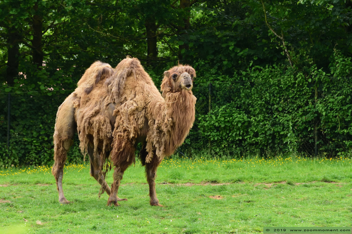 kameel ( Camelus bactrianus ) Bactrian camel
Palavras-chave: Gaiapark Kerkrade kameel Camelus bactrianus Bactrian camel