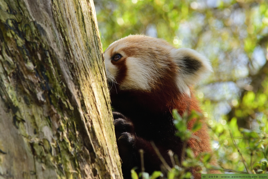 kleine of rode panda ( Ailurus fulgens ) lesser or red panda
Trefwoorden: Gaiapark Kerkrade kleine rode panda Ailurus fulgens lesser  red panda