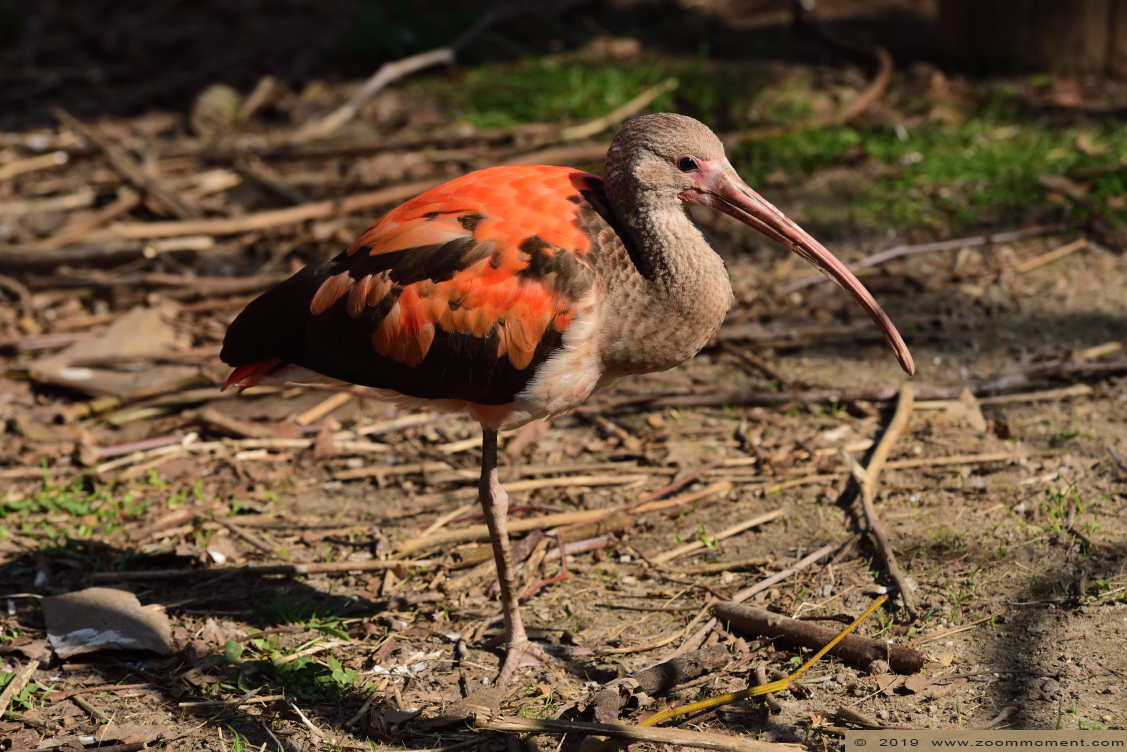 rode ibis ( Eudocimus ruber ) scarlet ibis
Keywords: Gaiapark Kerkrade rode ibis  Eudocimus ruber scarlet ibis