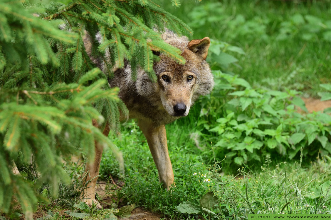 Europese wolf  ( Canis lupus )  Eurasian wolf 
Keywords: Gaiapark Kerkrade Nederland zoo wolf  Canis lupus wolf