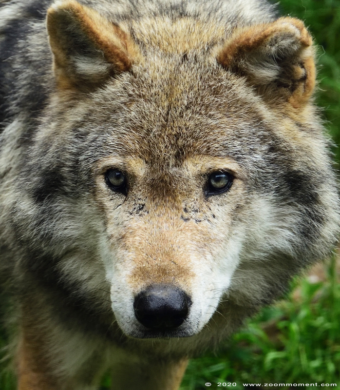 Europese wolf  ( Canis lupus )  Eurasian wolf 
Keywords: Gaiapark Kerkrade Nederland zoo wolf  Canis lupus wolf