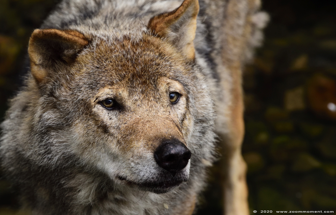 Europese wolf of Euraziatische wolf  ( Canis lupus lupus )  Eurasian wolf 
Trefwoorden: Gaiapark Kerkrade Nederland zoo wolf  Canis lupus wolf