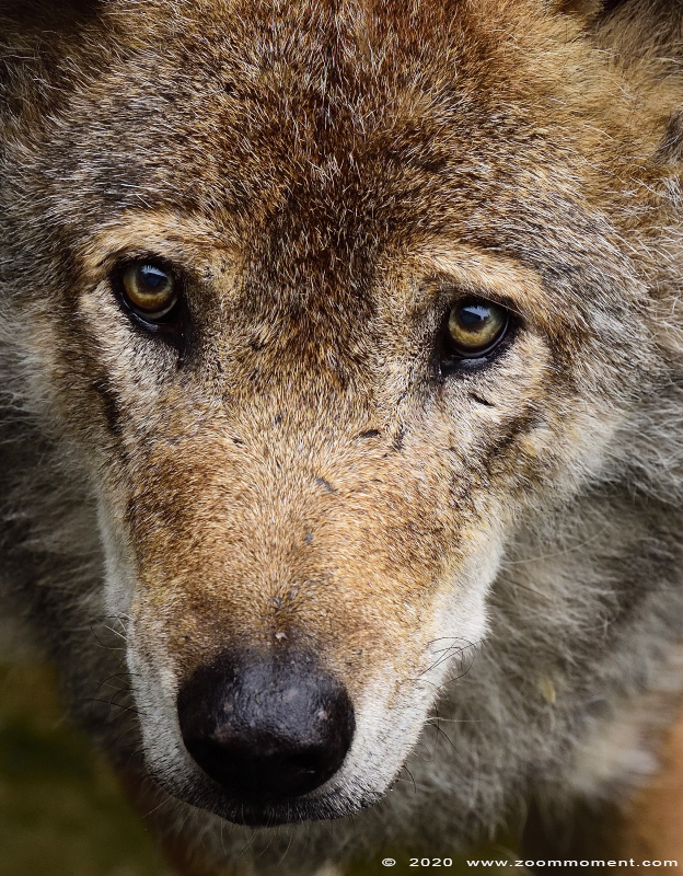 Europese wolf of Euraziatische wolf  ( Canis lupus lupus )  Eurasian wolf 
Keywords: Gaiapark Kerkrade Nederland zoo wolf  Canis lupus wolf