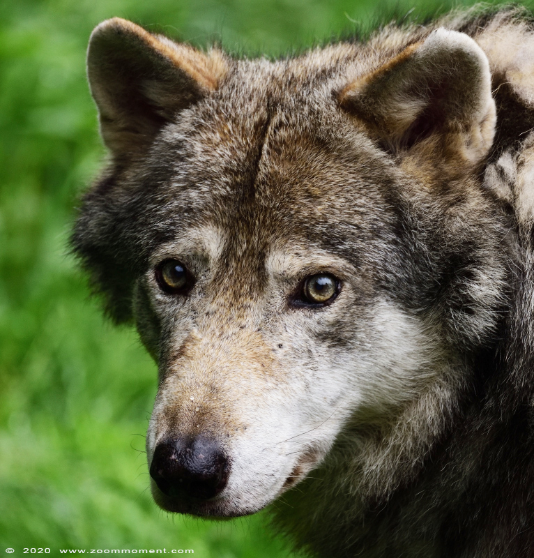 Europese wolf of Euraziatische wolf  ( Canis lupus lupus )  Eurasian wolf 
Trefwoorden: Gaiapark Kerkrade Nederland zoo wolf  Canis lupus wolf