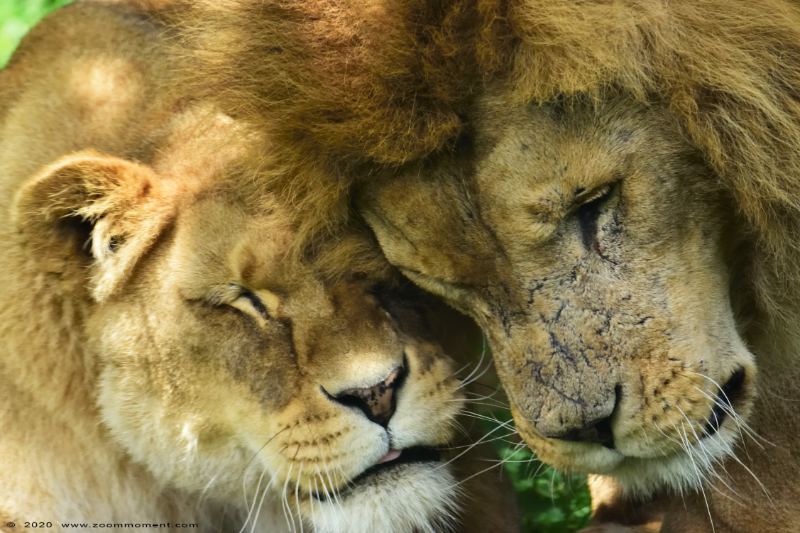 Afrikaanse leeuw  ( Panthera leo )  African lion
Keywords: Gaiapark Kerkrade Nederland zoo Afrikaanse leeuw Panthera leo lion