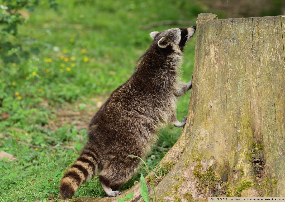 wasbeer ( Procyon lotor ) raccoon
Keywords: Gaiapark Kerkrade Nederland zoo wasbeer Procyon lotor raccoon