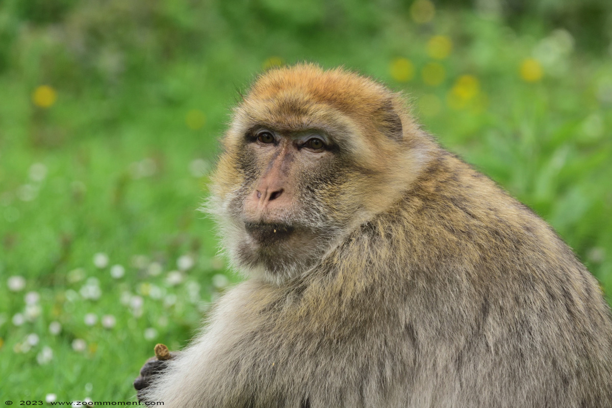 berberaap of magot aap of makaak ( Macaca sylvanus ) Berber monkey
Kľúčové slová: Gaiapark Kerkrade Nederland zoo berberaap magot aap makaak Macaca sylvanus Berber monkey