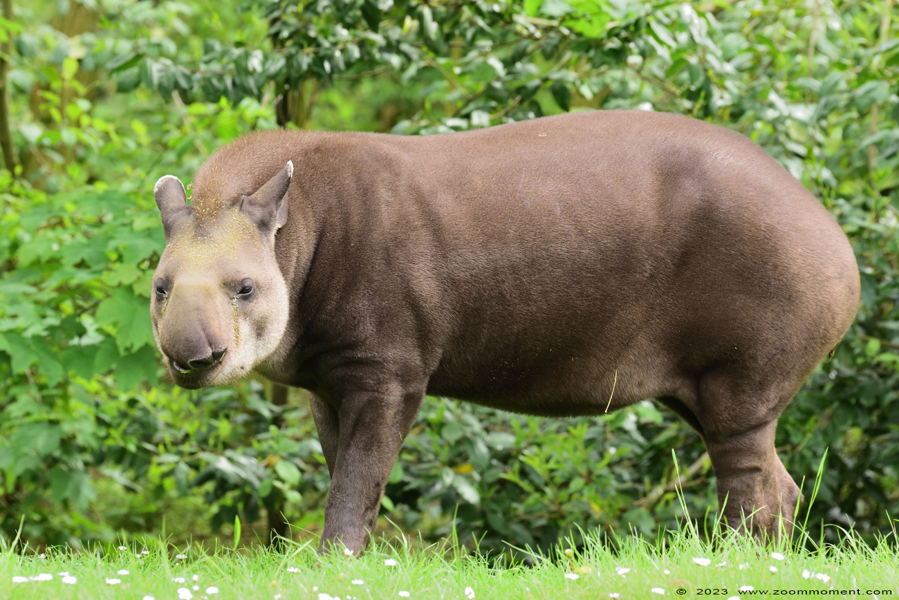 laaglandtapir of Zuid-Amerikaanse tapir of Braziliaanse tapir ( Tapirus terrestris )  South American tapir
Trefwoorden: Gaiapark Kerkrade Nederland zoo tapir Tapirus terrestris laaglandtapir Zuid Amerikaanse tapir Braziliaanse tapir South American tapir