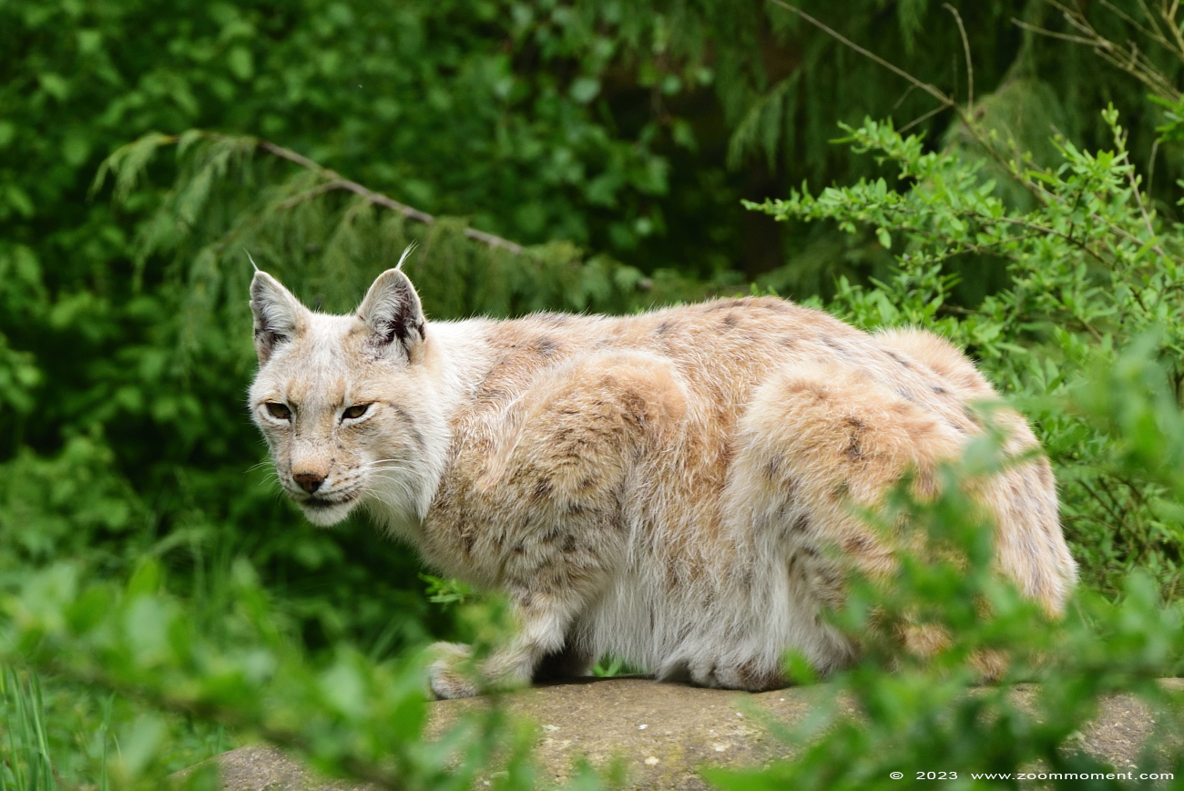 Lynx lynx
Trefwoorden: Gaiapark Kerkrade Nederland zoo lynx