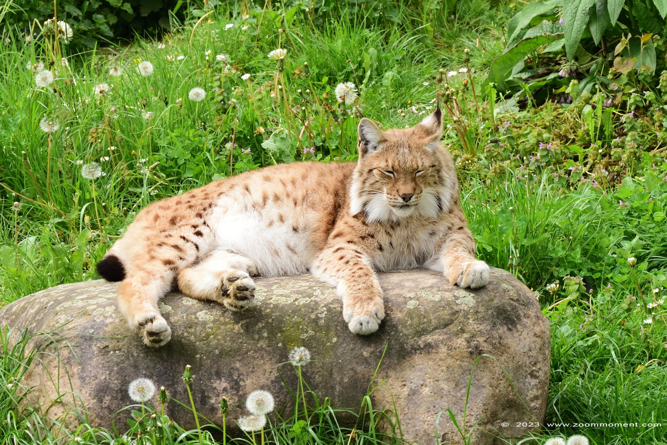 Lynx lynx
Trefwoorden: Gaiapark Kerkrade Nederland zoo lynx