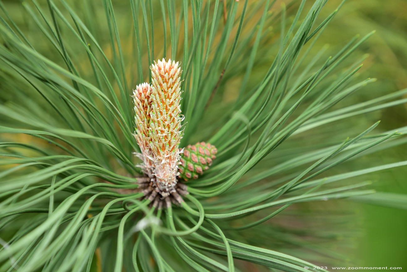 Pinus cultivar
Keywords: Gaiapark Kerkrade Nederland zoo Pinus boom tree