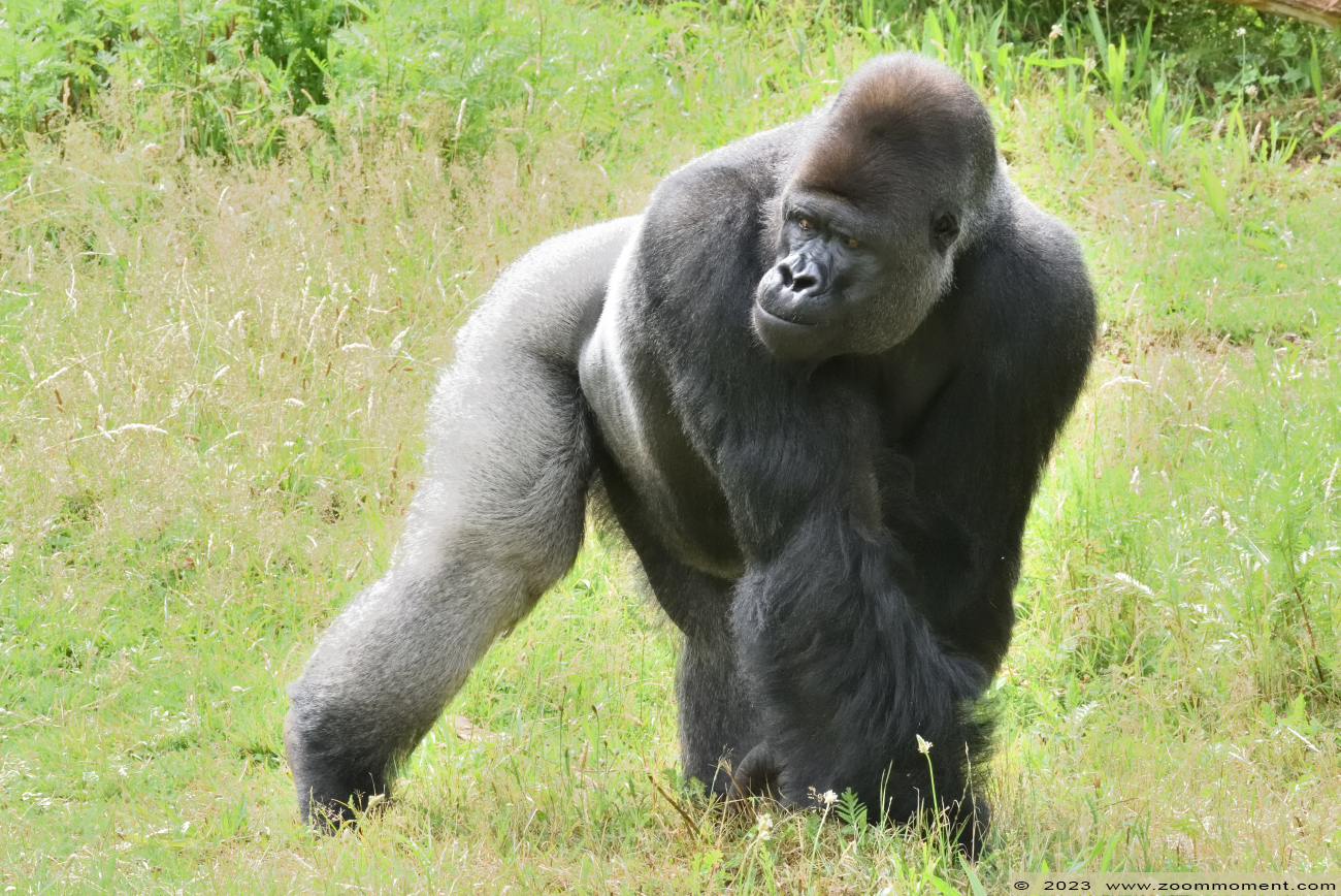 Westelijke laagland gorilla ( Gorilla gorilla )
Trefwoorden: Gaiapark Kerkrade Nederland zoo Westelijke laagland gorilla Gorilla gorilla