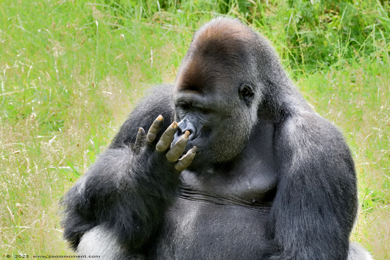 Westelijke laagland gorilla ( Gorilla gorilla )
Trefwoorden: Gaiapark Kerkrade Nederland zoo Westelijke laagland gorilla Gorilla gorilla
