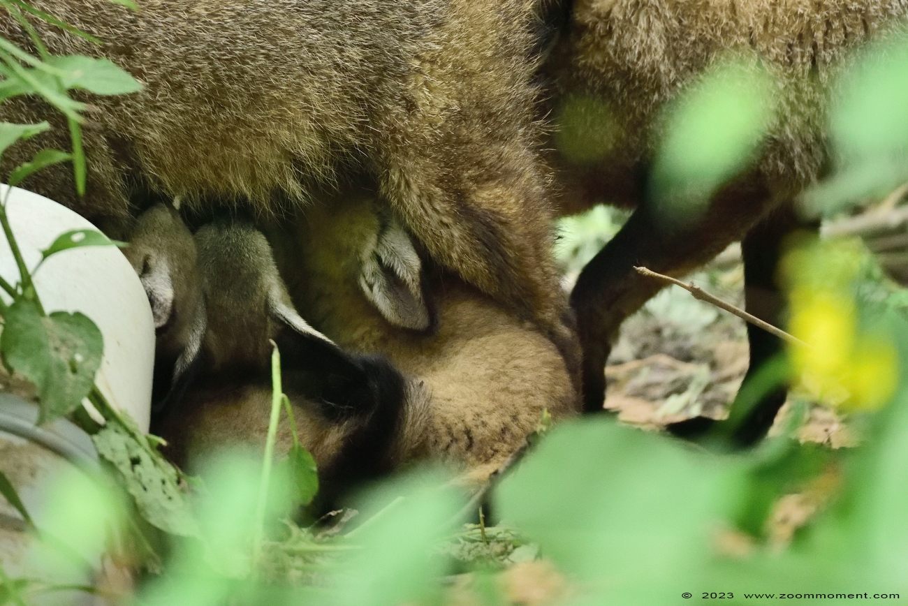 lepelhond of grootoorvos  ( Otocyon megalotis ) bat eared fox
Trefwoorden: Gaiapark Kerkrade Nederland zoo lepelhond grootoorvos Otocyon megalotis bat eared fox