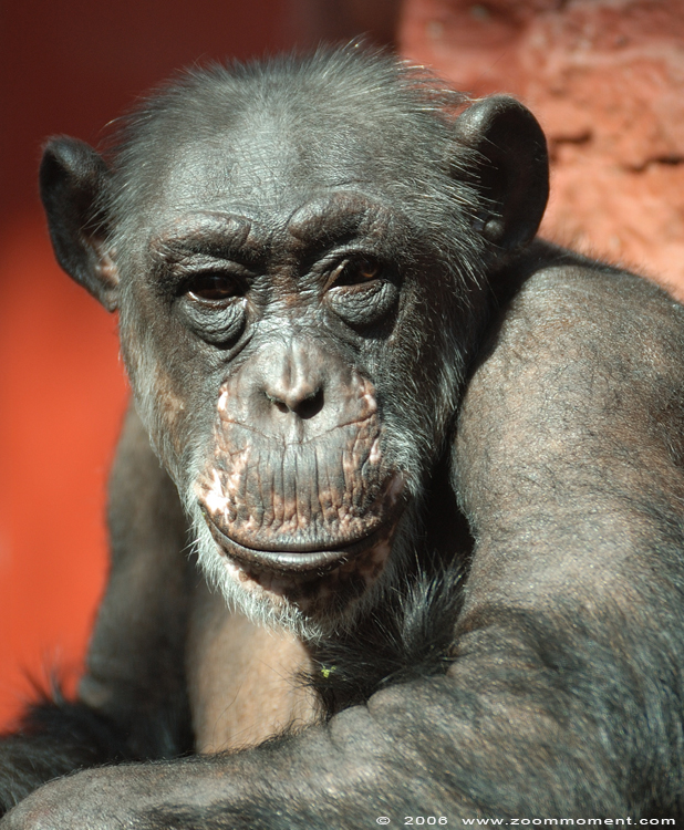 chimpansee  ( Pan troglodytes ) chimpanse chimpanzee 
Ključne reči: Gelsenkirchen Zoom Erlebniswelt Germany Duitsland zoo chimpansee chimpanzee Pan troglodytes Chimpanse