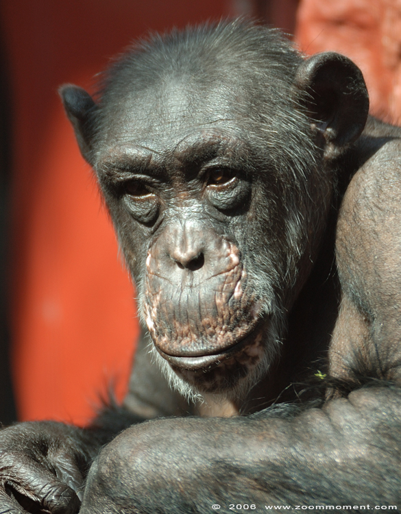 chimpansee  ( Pan troglodytes ) chimpanse chimpanzee 
Avainsanat: Gelsenkirchen Zoom Erlebniswelt Germany Duitsland zoo chimpansee chimpanzee Pan troglodytes Chimpanse