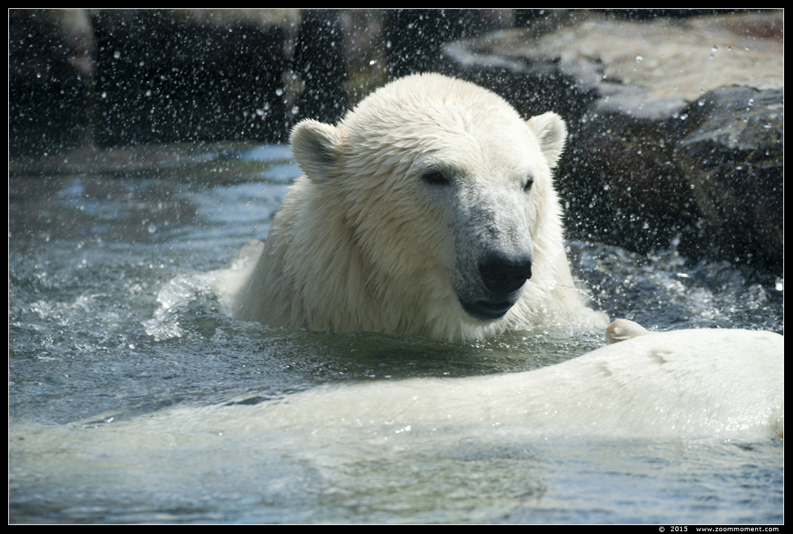 ijsbeer ( Ursus maritimus ) polar bear
Keywords: Gelsenkirchen Zoom Erlebniswelt Germany Duitsland zoo ijsbeer Ursus maritimus polar bear