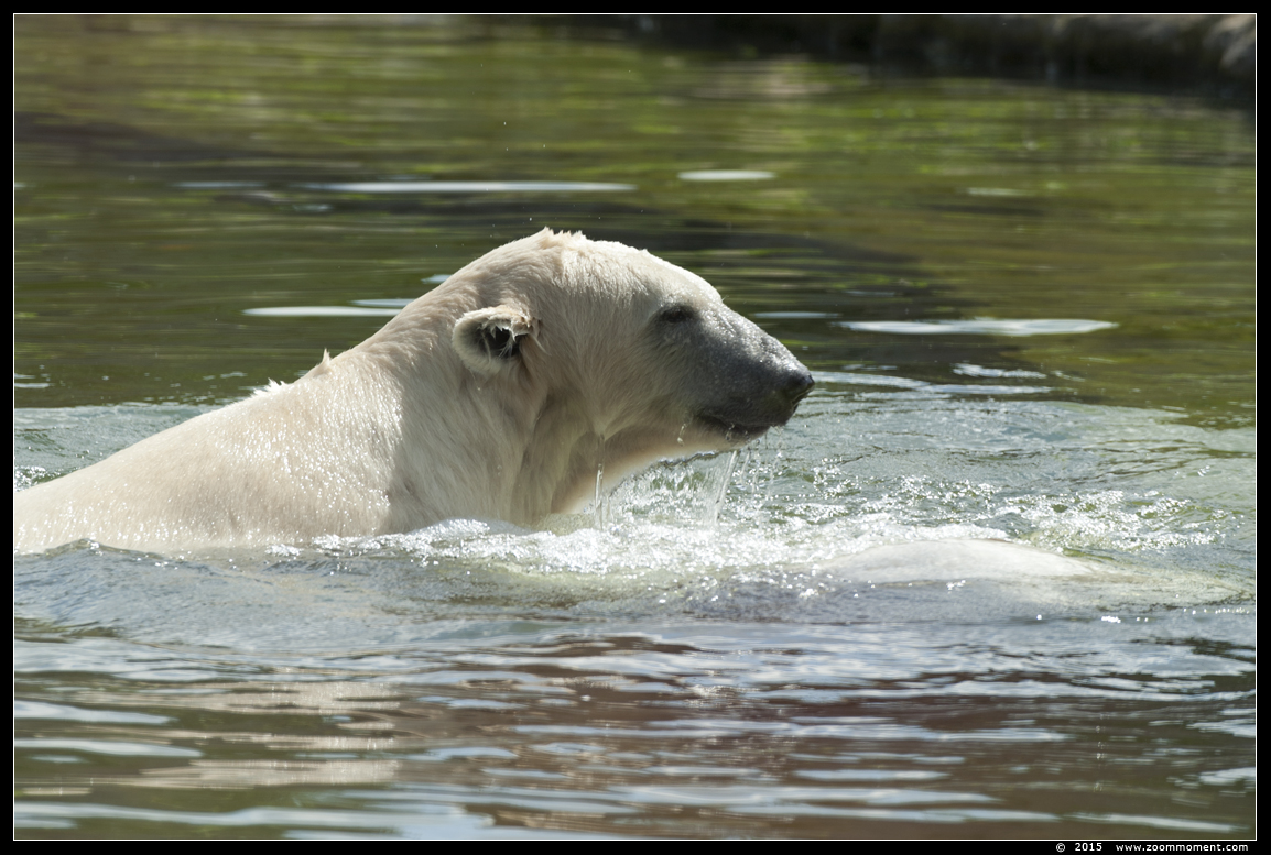 ijsbeer ( Ursus maritimus ) polar bear
Keywords: Gelsenkirchen Zoom Erlebniswelt Germany Duitsland zoo ijsbeer Ursus maritimus polar bear