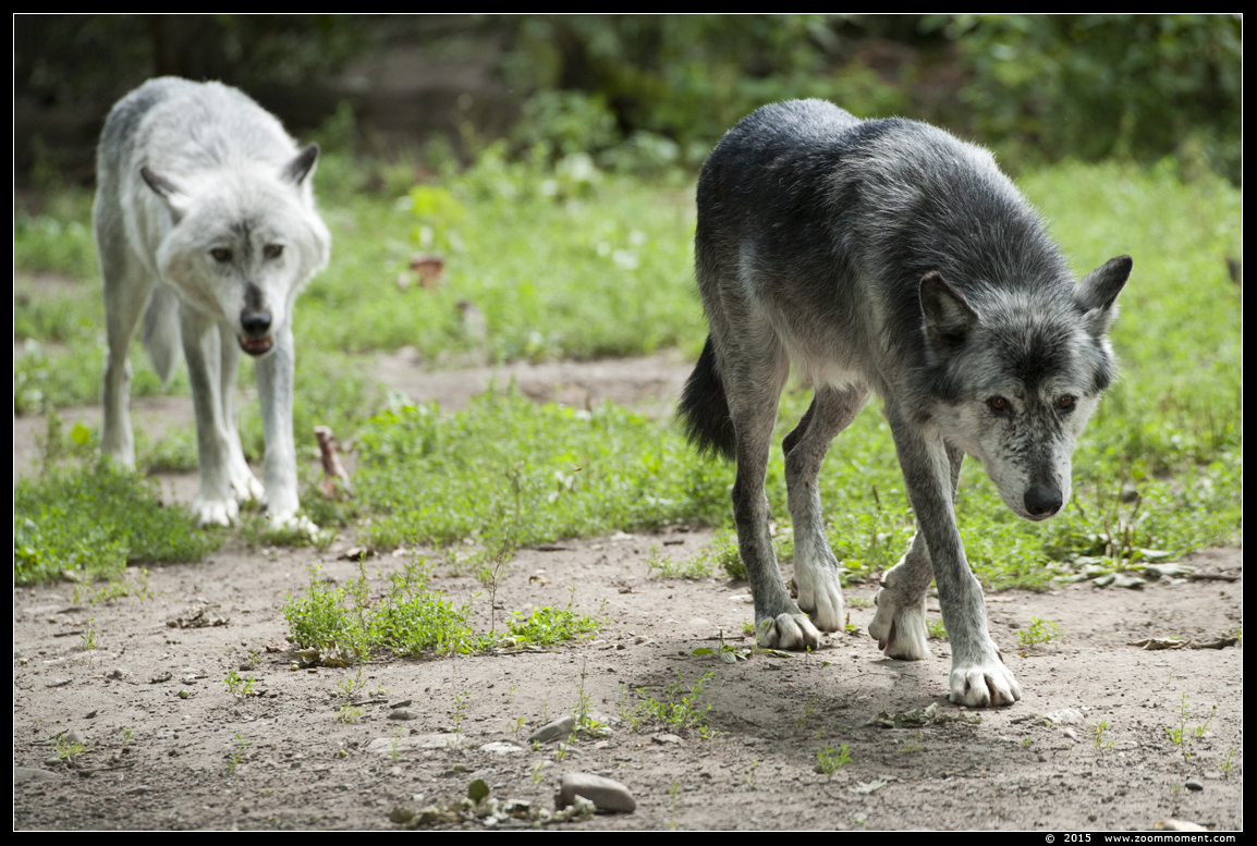 zwarte wolf of oostelijke timberwolf  ( Canis lupus lycaon )   black wolf
Avainsanat: Gelsenkirchen Zoom Erlebniswelt Germany Duitsland zoo Canis lupus lycaon zwarte wolf black wolf timberwolf