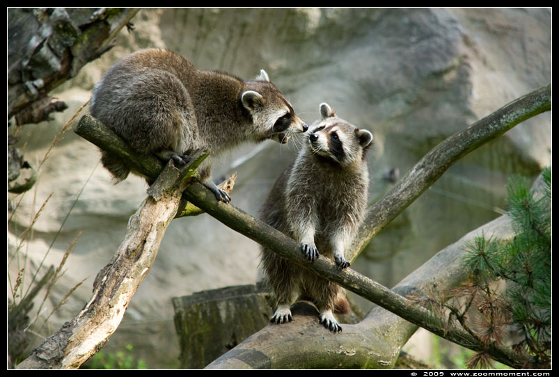 wasbeer   ( Procyon lotor )  raccoon
Keywords: Gelsenkirchen Zoom Erlebniswelt Germany Duitsland zoo Procyon lotor wasbeer raccoon