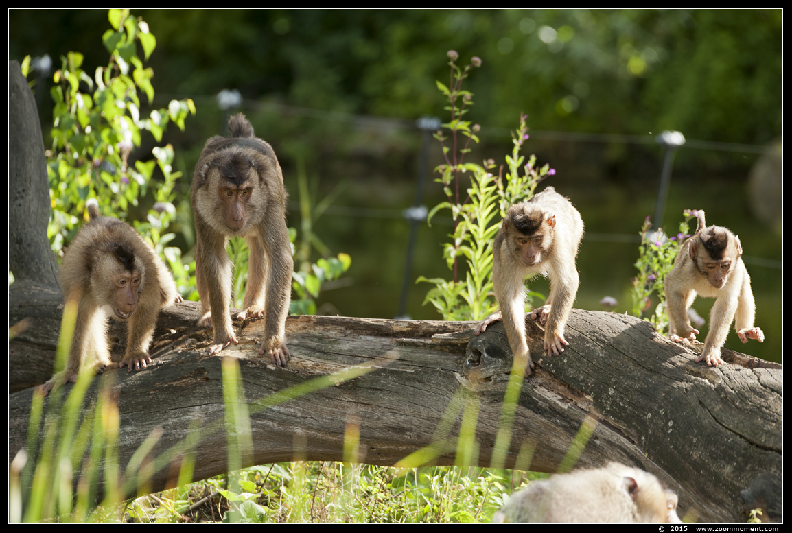 laponderaap of  lampongaap ( Macaca nemestrina ) pigtailed macaque
Keywords: Gelsenkirchen Zoom Erlebniswelt Germany Duitsland zoo laponderaap  lampongaap  Macaca nemestrina  pigtailed macaque