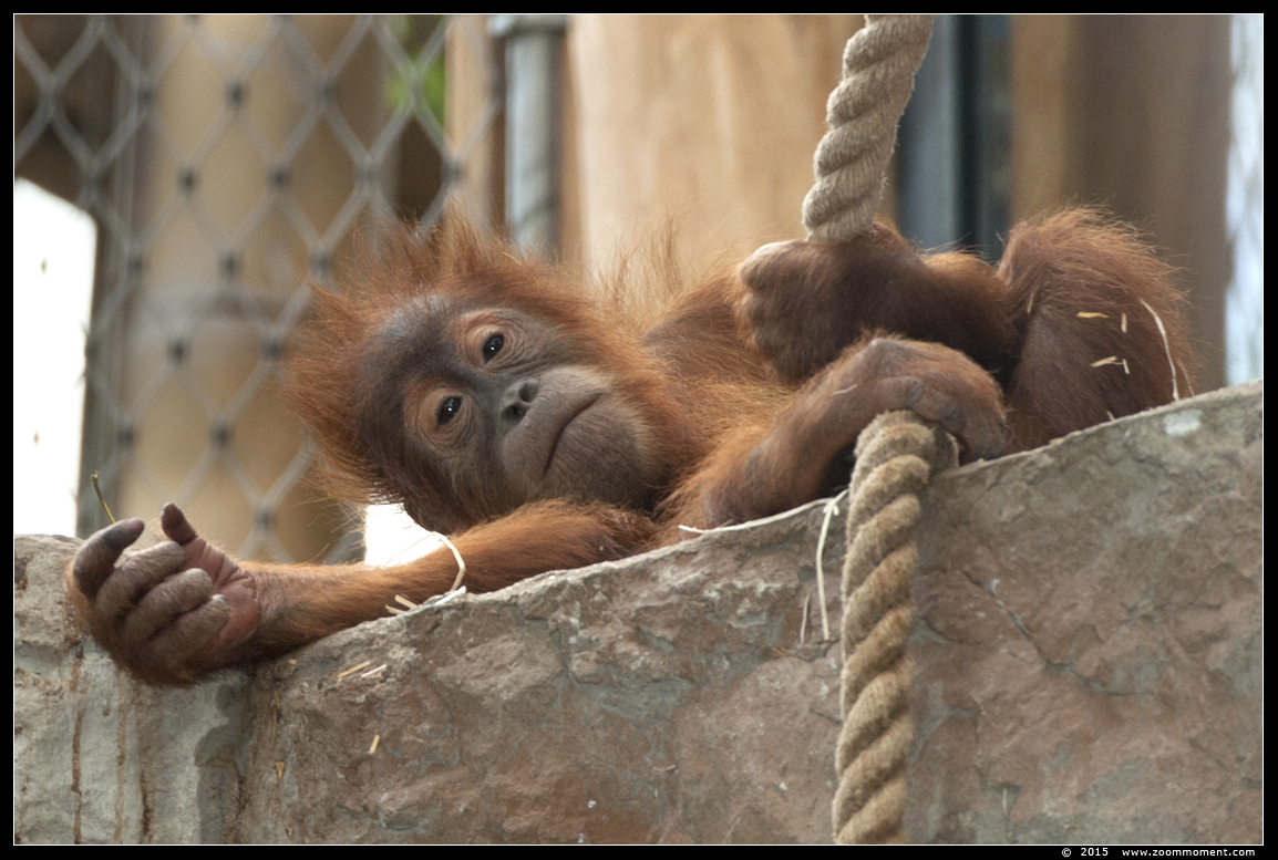 orang oetan ( Pongo pygmaeus abelii ) Sumatran orangutan
Avainsanat: Gelsenkirchen Zoom Erlebniswelt Germany Duitsland zoo  oerang orang oetan orangutan primates primaten mensaap Pongo pygmaeus abelii Sumatran orangutan
