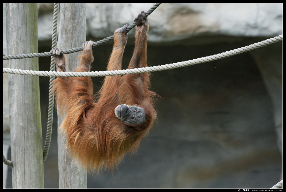 orang oetan ( Pongo pygmaeus abelii ) Sumatran orangutan
Ključne reči: Gelsenkirchen Zoom Erlebniswelt Germany Duitsland zoo  oerang orang oetan orangutan primates primaten mensaap Pongo pygmaeus abelii Sumatran orangutan