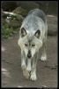 _DSC0178_Zoom_timberwolf.jpg