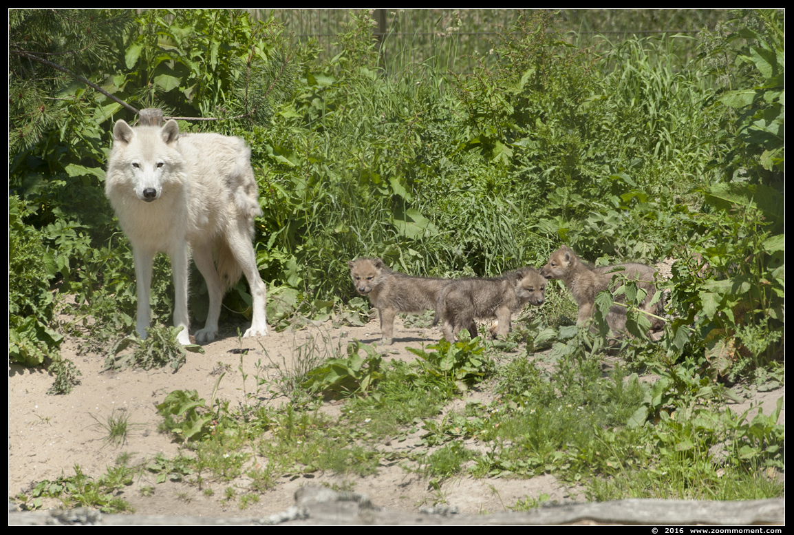 Hudson wolf  (  Canis lupus hudsonicus )  Hudson Bay wolf
Trefwoorden: Hoenderdaell  Nederland Hudson wolf Canis lupus hudsonicus Hudson Bay wolf