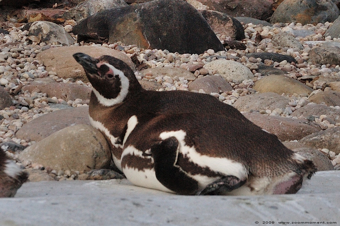 magelhaenpinguin ( Spheniscus magellanicus ) magellanic penguin Magellan Pinguin
Trefwoorden: Karlsruhe zoo Germany magelhaenpinguin Spheniscus magellanicus magellanic penguin Magellan Pinguin