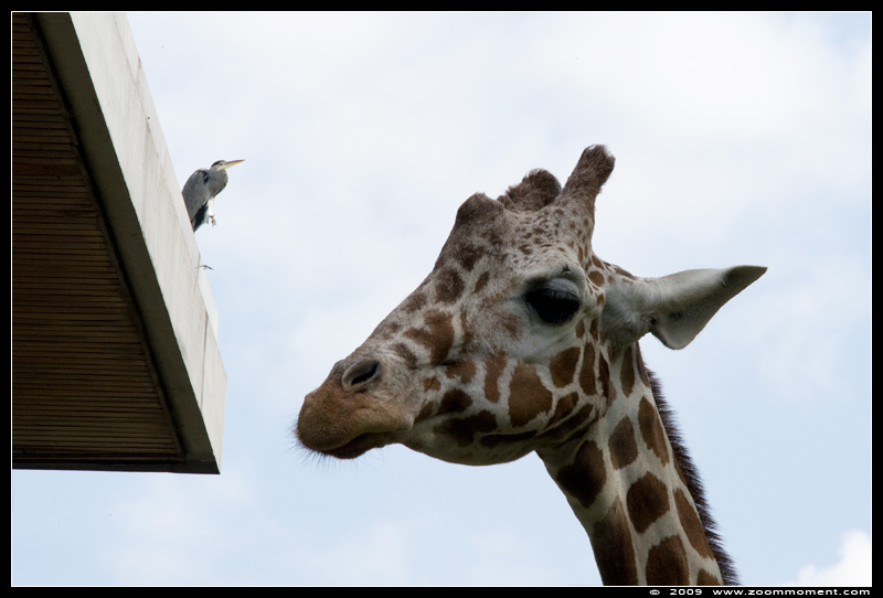 netgiraf ( Giraffa camelopardalis reticulata ) giraffe in Karlsruhe zoo
Trefwoorden: Karlsruhe zoo giraf giraffe Giraffa camelopardalis reticulata netgiraf