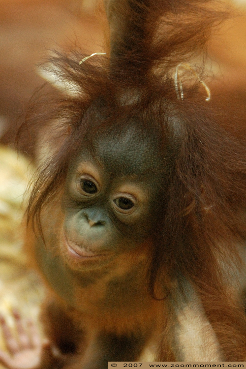 orang oetan  ( Pongo pygmaeus pygmaeus ) Borneo orangutan
Nala, geboren op 2 september 2006, op de foto ongeveer 8 maanden oud
Nala, born 2th September 2006, about 8 months old on the picture
Avainsanat: Zoo Koeln Keulen Köln  oerang orang oetan orangutan primates primaten mensaap Pongo pygmaeus pygmaeus Borneo orangutan