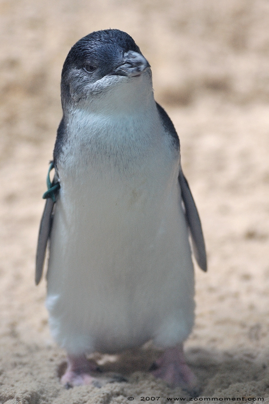 dwergpinguïn ( Eudyptula minor novaehollandiae ) fairy little blue penguin


Trefwoorden: Zoo Koeln Keulen Köln dwergpinguïn Eudyptula minor novaehollandiae  fairy little blue penguin