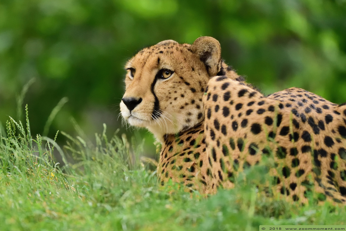cheetah of jachtluipaard ( Acinonyx jubatus ) cheetah
Trefwoorden: Zoo Koeln Keulen Köln cheetah jachtluipaard Acinonyx jubatus