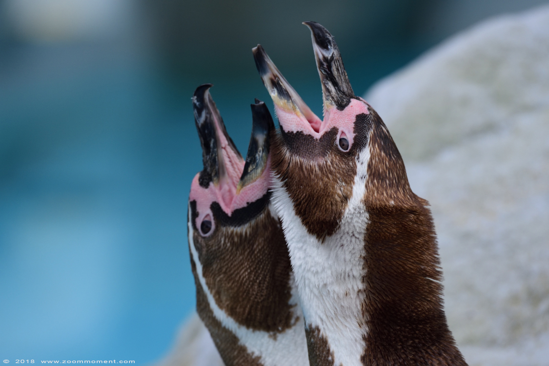 Humboldtpinguïn  ( Spheniscus humboldti ) humboldt penguin
Trefwoorden: Zoo Koeln Keulen Köln humboldtpinguin Spheniscus humboldti humboldt penguin