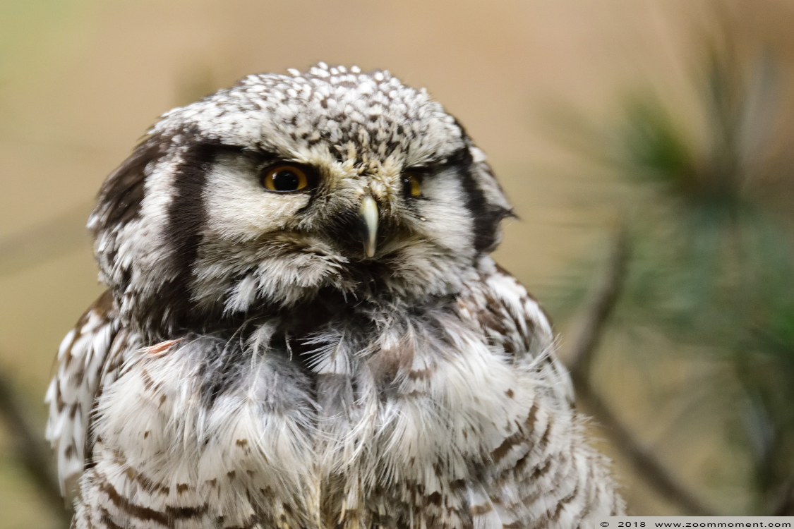 sperweruil  ( Surnia ulula ) northern hawk owl
Trefwoorden: Zoo Koeln Keulen Köln sperweruil   Surnia ulula  northern hawk owl
