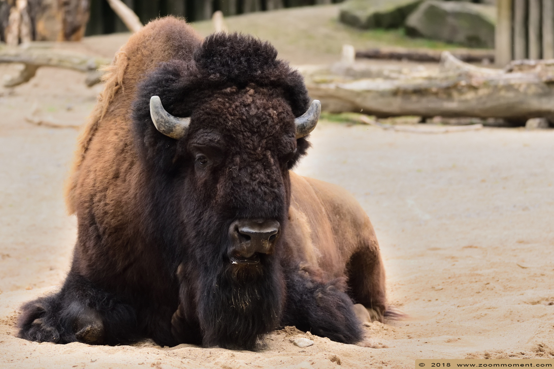 bizon  ( Bison bison )  bison 
Trefwoorden: Zoo Koeln Keulen Köln bizon Bison