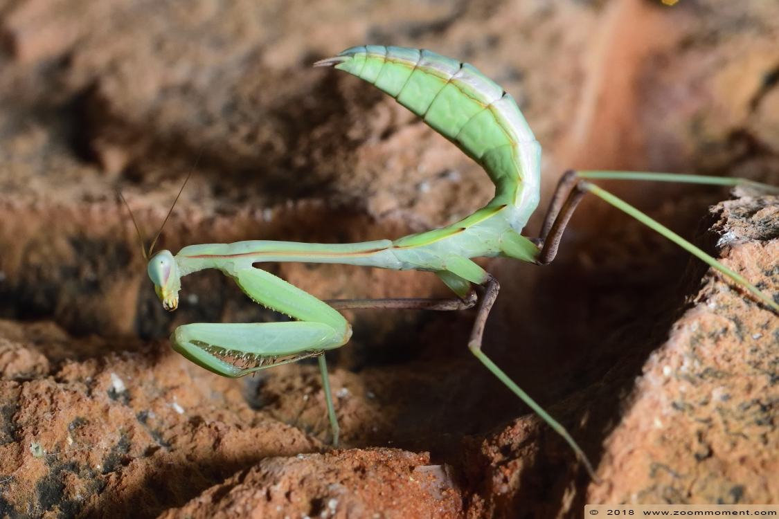 Bidsprinkhaan  mantis
Trefwoorden: Zoo Koeln Keulen Köln Bidsprinkhaan mantis
