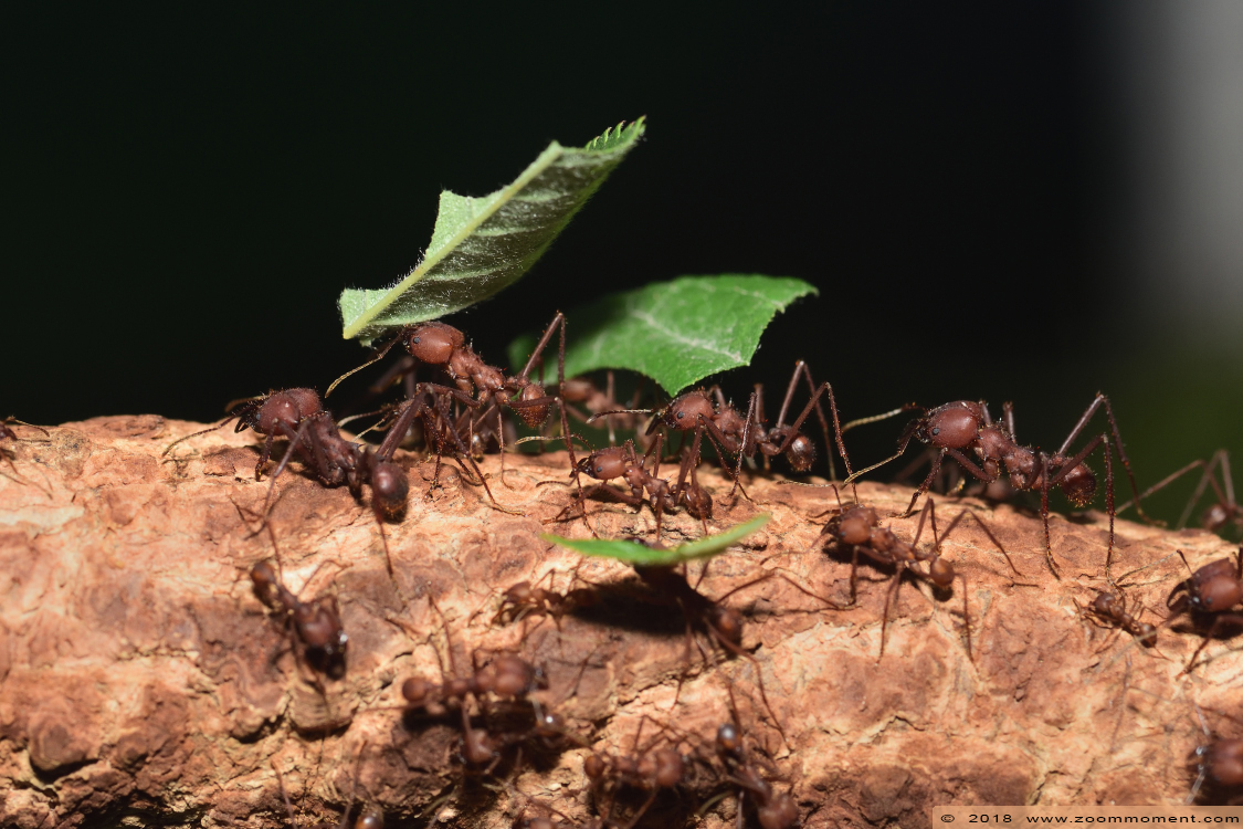 bladsnijdersmier ( Acromyrmex octospinosus )  leaf eater ant  
Trefwoorden: Zoo Koeln Keulen Köln bladsnijdersmier  Acromyrmex octospinosus  leaf eater ant  