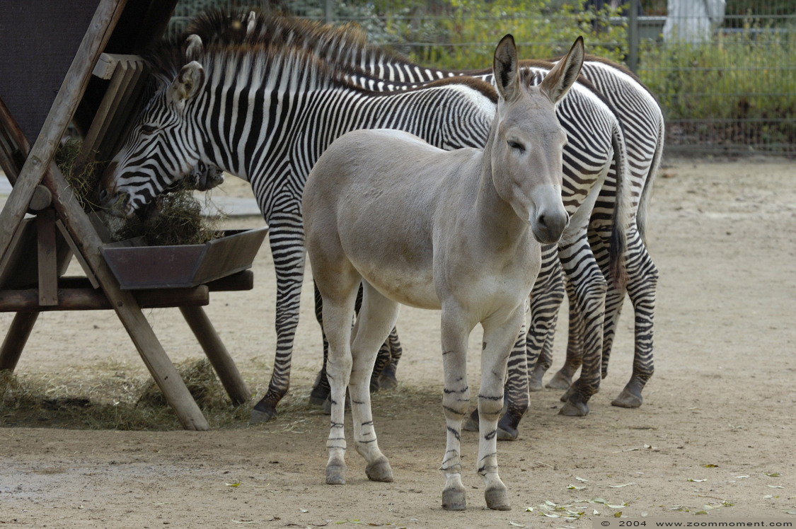 grevy zebra ( Equus grevyi ) zebra
Keywords: Zoo Koeln Keulen Köln zebra grevy  Equus quagga boehmi  plains zebra