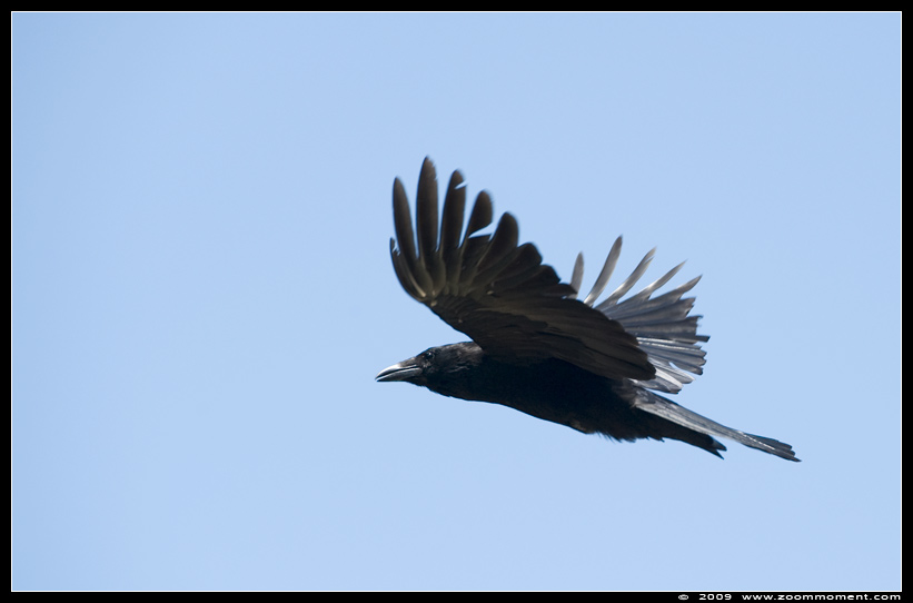 kraai  ( Corvus corone )   crow
Paraules clau: kraai vogel bird Corvus corone crow