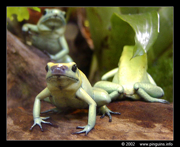 groene pijlgifkikker  ( Phyllobates terribilis )  golden or mint-phase poison frog
Keywords: Zoo Koeln Keulen Köln Phyllobates terribilis Groene pijlgifkikker Golden mint-phase poison frog