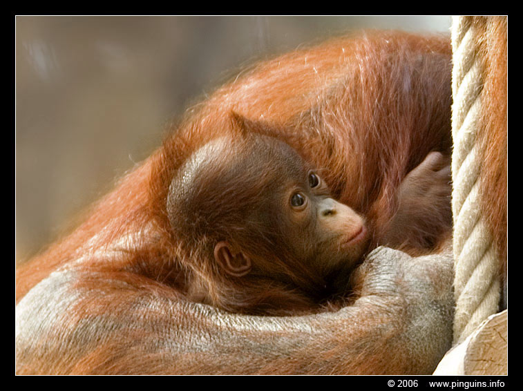 orang oetan ( Pongo pygmaeus pygmaeus  ) Bornean orangutan 
Keywords: Zoo Koeln Keulen Köln  oerang orang oetan orangutan primates primaten mensaap Pongo pygmaeus pygmaeus Borneo orangutan