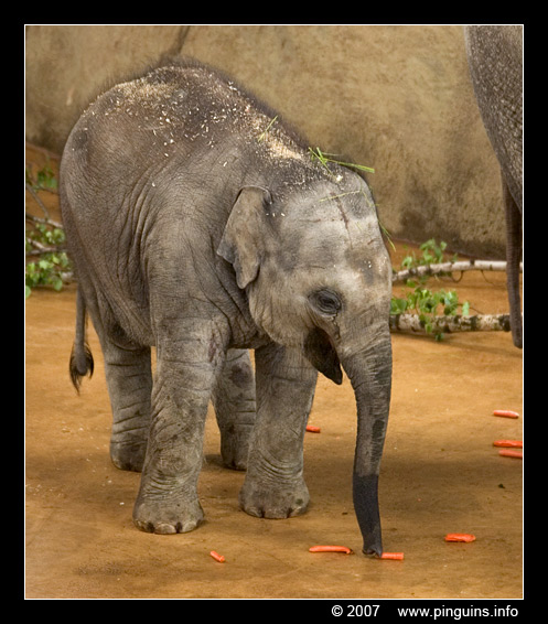 Aziatische olifant ( Elephas maximus ) Asian elephant
Marlar, born 30th March 2007, 6 weeks old on the picture
Marlar, geboren 30 maart 2007, op de foto 6 weken oud
Trefwoorden: Zoo Koeln Keulen Köln Elephas maximus Asian elephant Aziatische olifant kalf baby