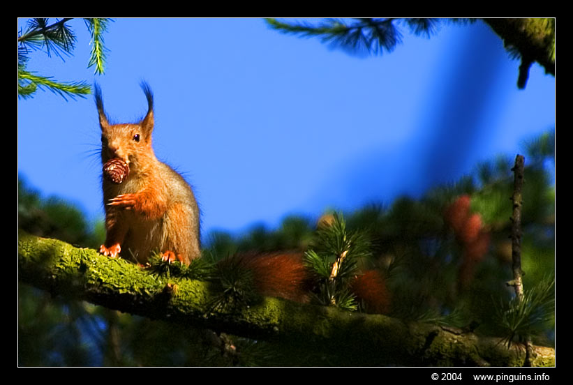 rode eekhoorn ( Sciurus vulgaris russus ) squirrel
europese of rode eekhoorn
Squirrel
Trefwoorden: Sciurus vulgaris russus europese rode eekhoorn squirrel