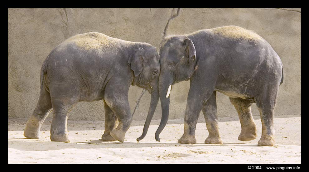 Aziatische olifant ( Elephas maximus ) Asian elephant
Trefwoorden: Zoo Koeln Keulen Köln Asian elephant Aziatische olifant Elephas maximus