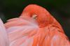 DSC_11586_Keulen18_flamingoc.jpg