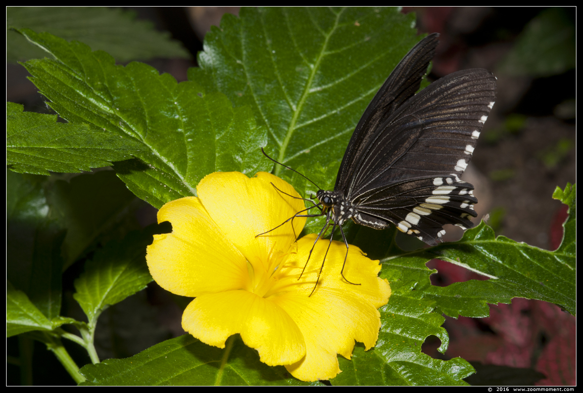 Paraules clau: Vlindertuin Klein Costa Rica Someren